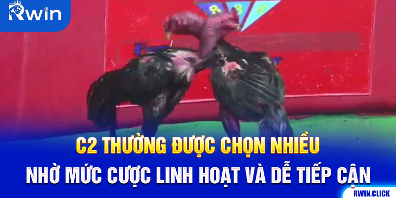 Bảng phân chia trận đá gà C1, C2