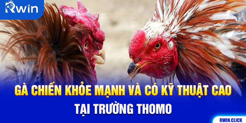 Chiến kê đá gà trường Thomo nổi bật