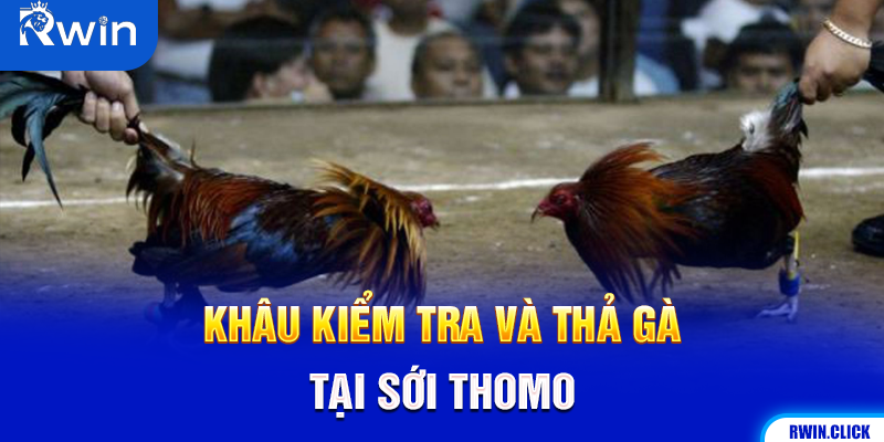 Chuẩn bị đá gà tại thomo