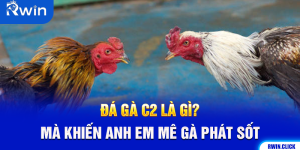 Đá Gà C2 Là Gì? Mà Khiến Anh Em Mê Gà Phát Sốt