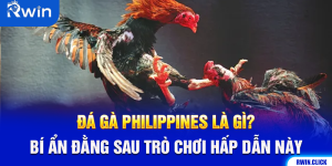 Đá Gà Philippines Là Gì? Bí Ẩn Đằng Sau Trò Chơi Hấp Dẫn Này