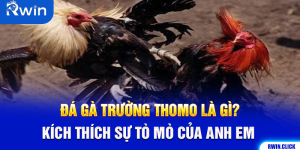 Đá Gà Trường Thomo Là Gì? Kích Thích Sự Tò Mò Của Anh Em