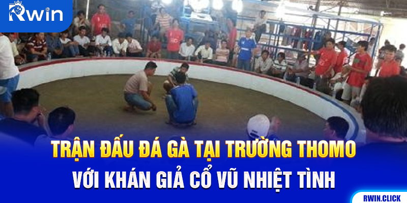 Đá gà trường Thomo - trận đấu gà chiến đặc sắc
