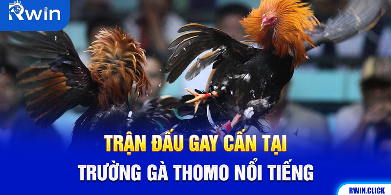 Đấu trường đá gà cựa sắt thomo