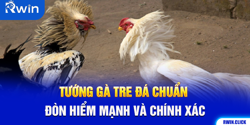 Gà tre đá trong tư thế chuẩn bị ra đòn