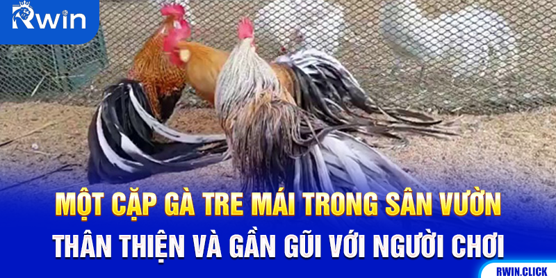 Gà tre mái trong sân vườn