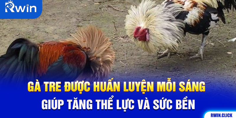 Gà tre tập luyện buổi sáng