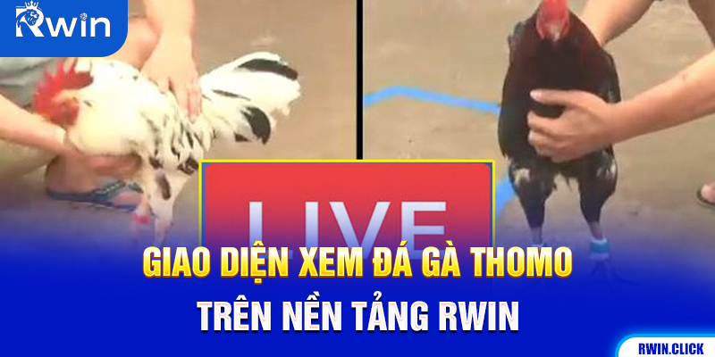 Giao diện trang web Rwin đang phát đá gà trực tuyến