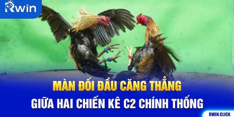 Hai chiến kê chuẩn bị đá tại đấu trường C2