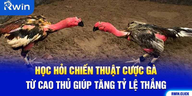 Kinh nghiệm chọn kèo đá gà C2 từ người chơi chuyên nghiệp