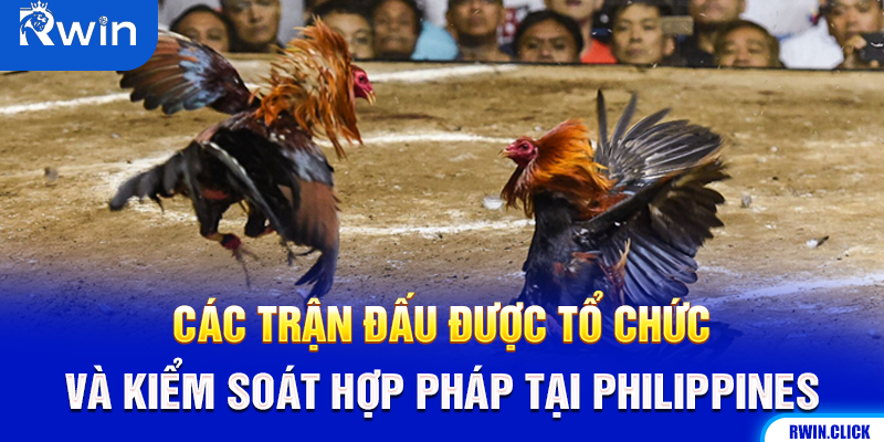 Trường đấu đá gà tại Manila