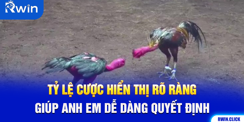 Tỷ lệ cược đá gà C2 cập nhật theo thời gian thực